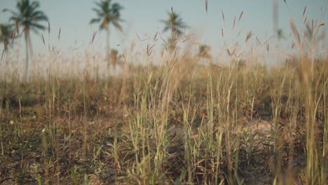 Slow-motion-shot-of-dry-overgrown-grass-swaying-back-and-forth-in-a-light-breeze-on-a-beautiful-day-outdoors-in-nature,-Panjim,-India