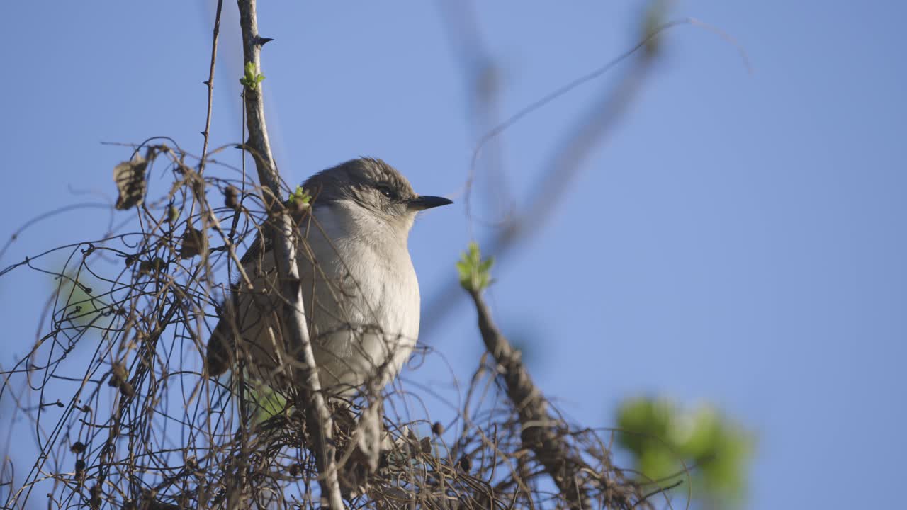 Northern Mockinbird profile view sitting atop tree branches