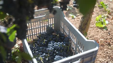 view of a bin as grapes are tossed in while harvesting syrah and shiraz grapes at the vineyard on a beautiful sunny day