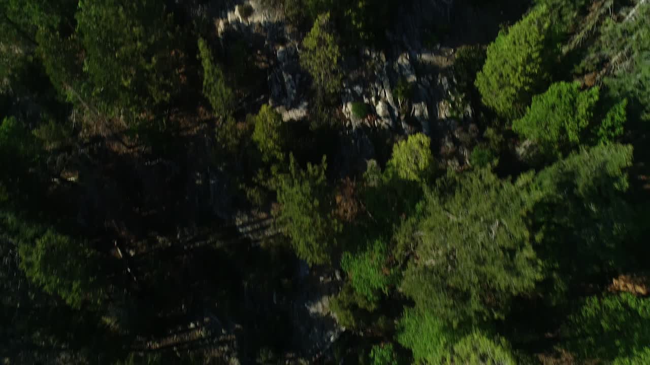 Flying over beautiful trees in national sequoia forest
