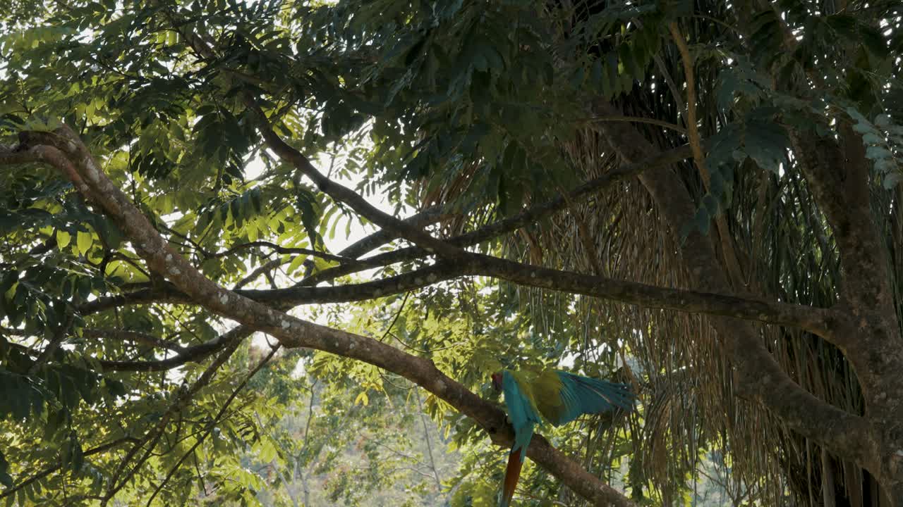 primer plano de la pista de coloridos guacamayos verdes aterrizando en la rama de un árbol gigantesco en la jungla durante el día soleado