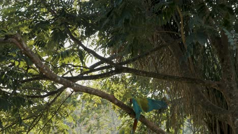 Primer-Plano-De-La-Pista-De-Coloridos-Guacamayos-Verdes-Aterrizando-En-La-Rama-De-Un-árbol-Gigantesco-En-La-Jungla-Durante-El-Día-Soleado