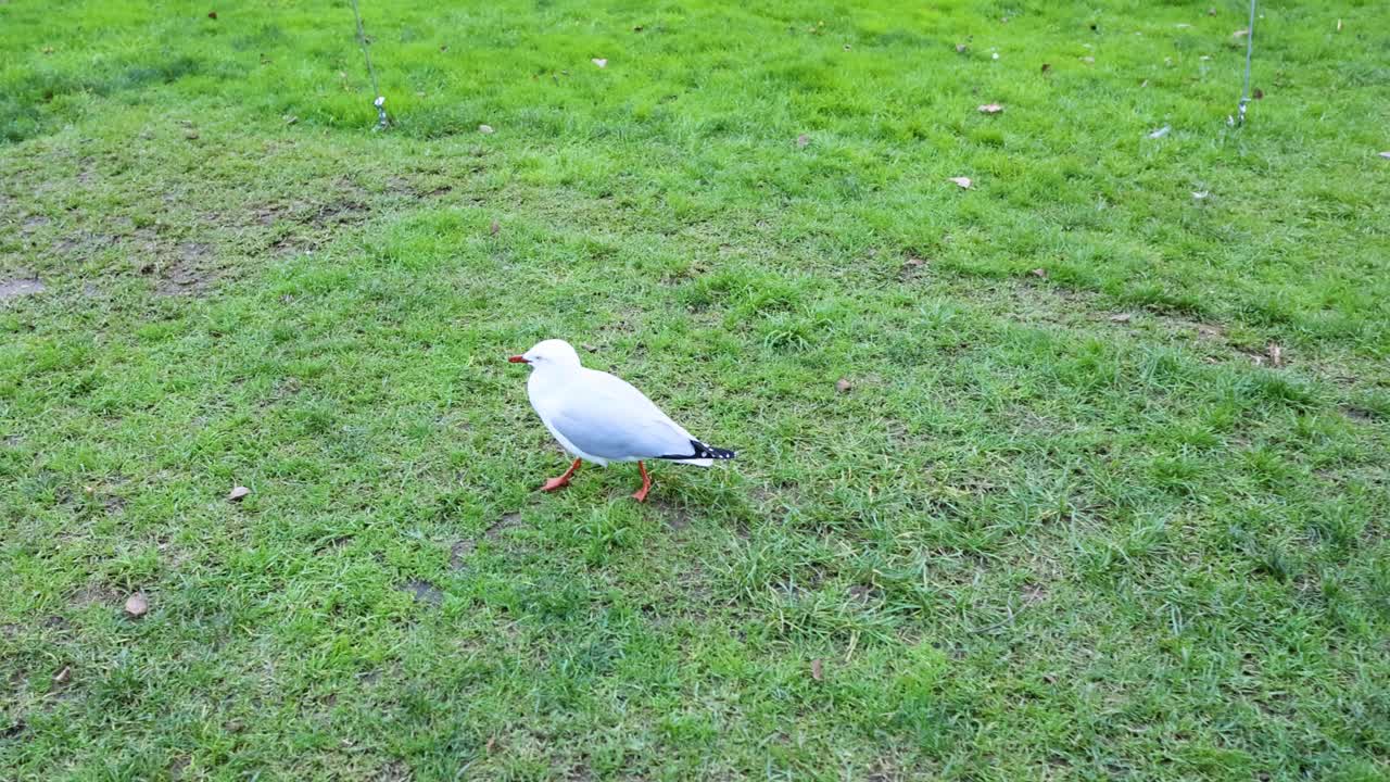 초록 잔디 위 를 고 있는 바다표범