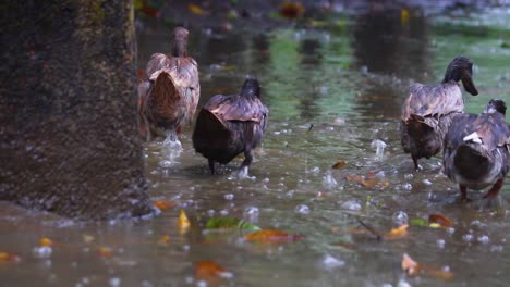 ducks walking in the rain on a rainy day in the woods on a flooded path with trees and reflections from the water