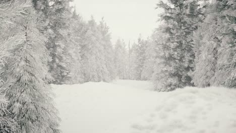 bosque de invierno nevado