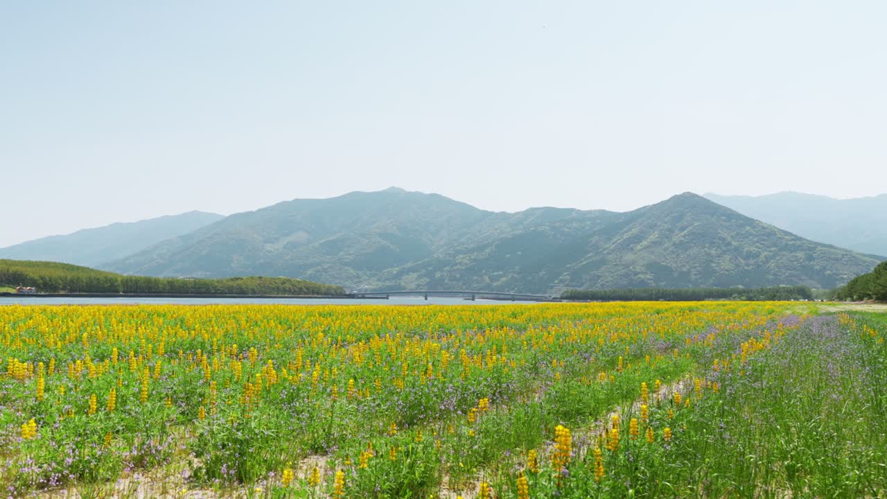 산을 볼 수 있는 아름다운 루핀