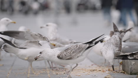 gaviotas alimentándose en una calle de la ciudad