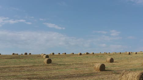 hay rolls in the field under blue sky 4k tilting video