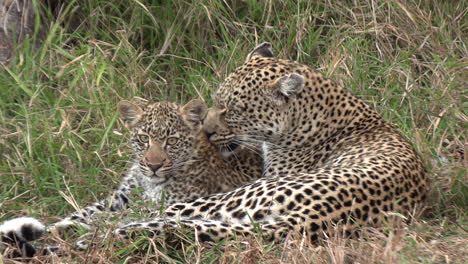 mother leopard grooms cub in african savannah