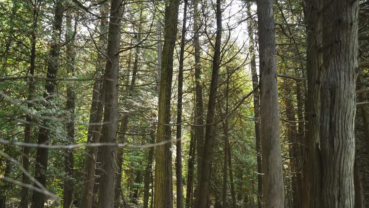 árboles de pino altos en un bosque de milton en un soleado día de verano