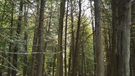 tall pine trees in a milton forest on a sunny summer day