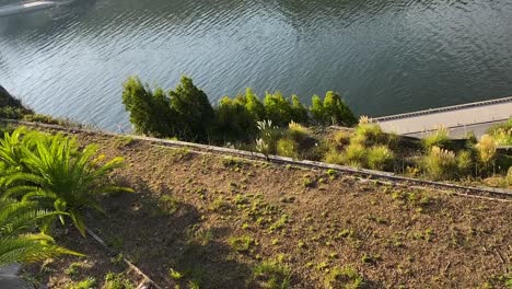 cat walking by the river in porto