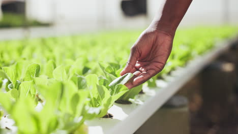 person inspecting lettuce plants in a greenhouse