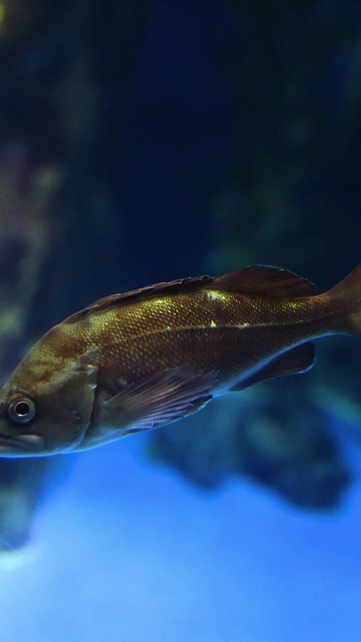 pez solitario explorando un entorno de acuario vibrante