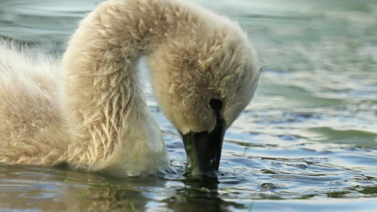 Nahaufnahme des Kopfes eines jungen Schwans, der Wasserpflanzen in Zeitlupe frisst
