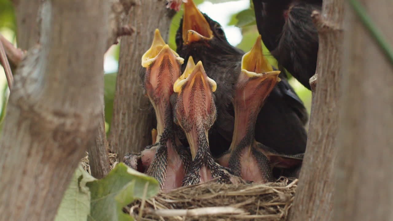 Blackbird's nest with chicks and female, male brings food, slow motion