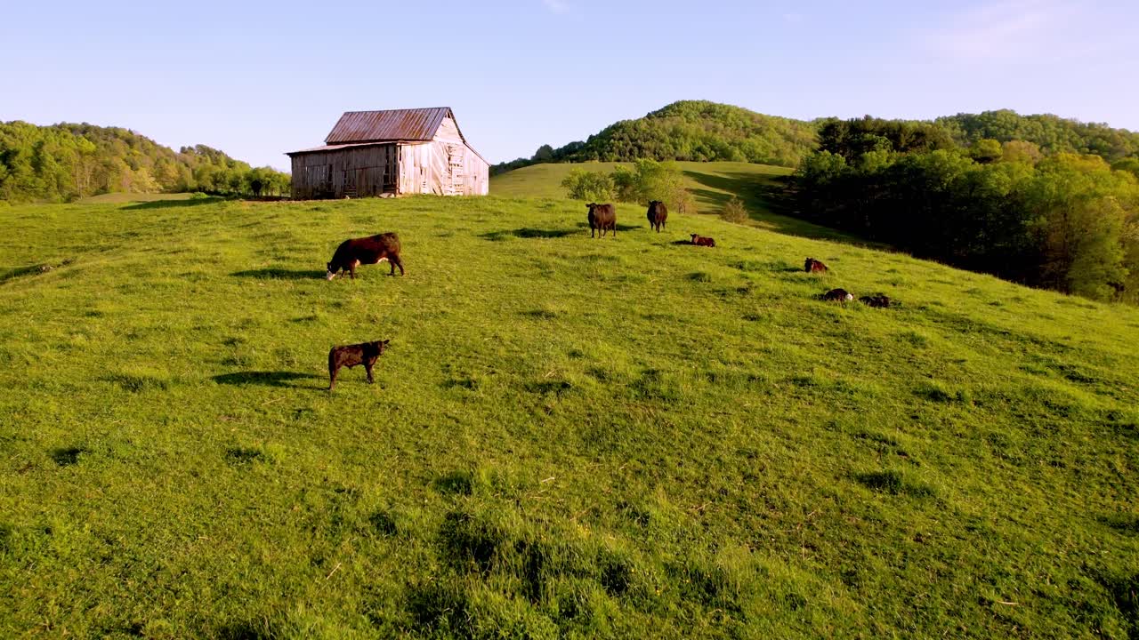 empurrão aéreo sobre o gado em direção ao antigo celeiro em bethel nc, carolina do norte