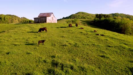 aerial push over cattle toward old barn in bethel nc, north carolina