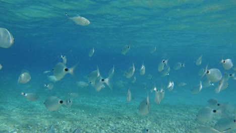 underwater panorama with tropical fish and surface water in the background