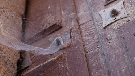 Panning-left-on-an-old-wooden-gate-to-reveal-a-webcob