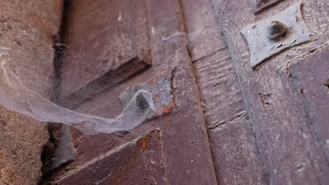 paneo a la izquierda en una vieja puerta de madera para revelar un webcob