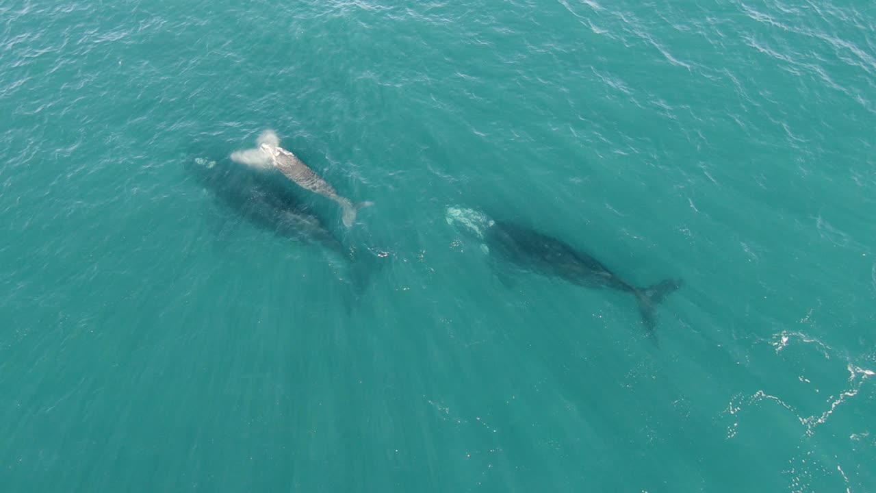 Southern Right Whale Family with Cute Newborn Baby Coming Up for Air, TOP DOWN