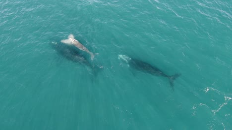 Familia-De-Ballenas-Francas-Australes-Con-Un-Lindo-Bebé-Recién-Nacido-Que-Sube-Por-Aire,-De-Arriba-Hacia-Abajo