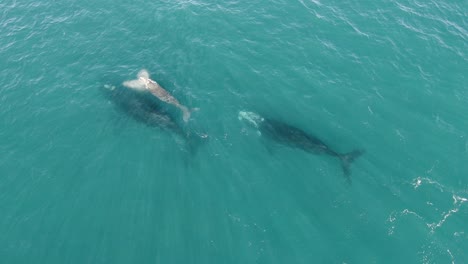 familia de ballenas francas australes con un lindo bebé recién nacido que sube por aire, de arriba hacia abajo