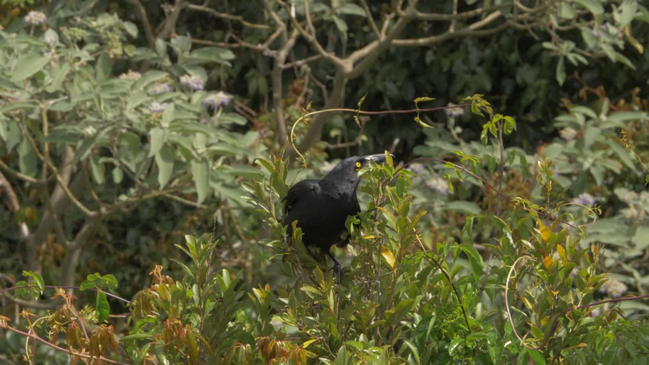 Pied Currawong Bird On Tree Flying Away- Wildlife In O'Reilly's Rainforest Retreat - Gold Coast Hinterland, Australia. - wide shot