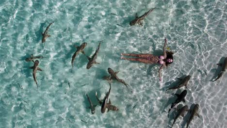 schooling reef sharks swim in masses in the shallow crystal clear blue waters of raja ampat in indonesia