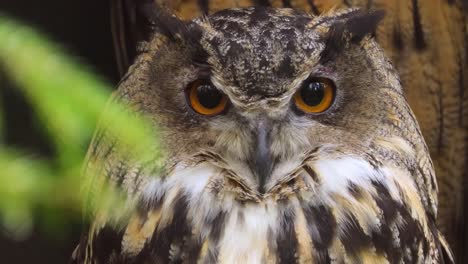 el búho águila eurasiático (bubo bubo) en primer plano.