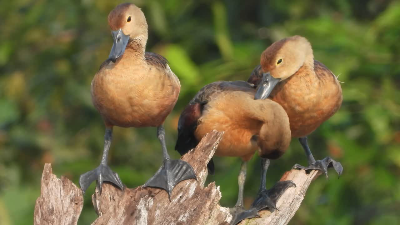 나무에 휘파람 오리 나무 병아리