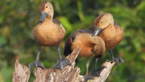 whistling duck tree chicks in tree