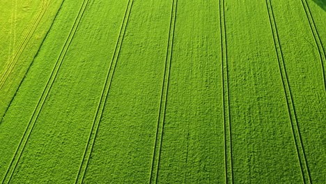 vibrant green crop field with symmetrical lines captured from aerial drone angle