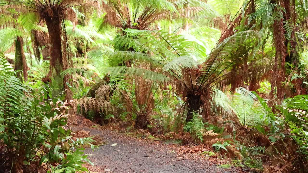 울창 한 열대 우림 을 가로질러 조용 한 산책