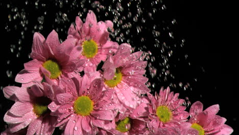 water dripping in super slow motion on a pink daises