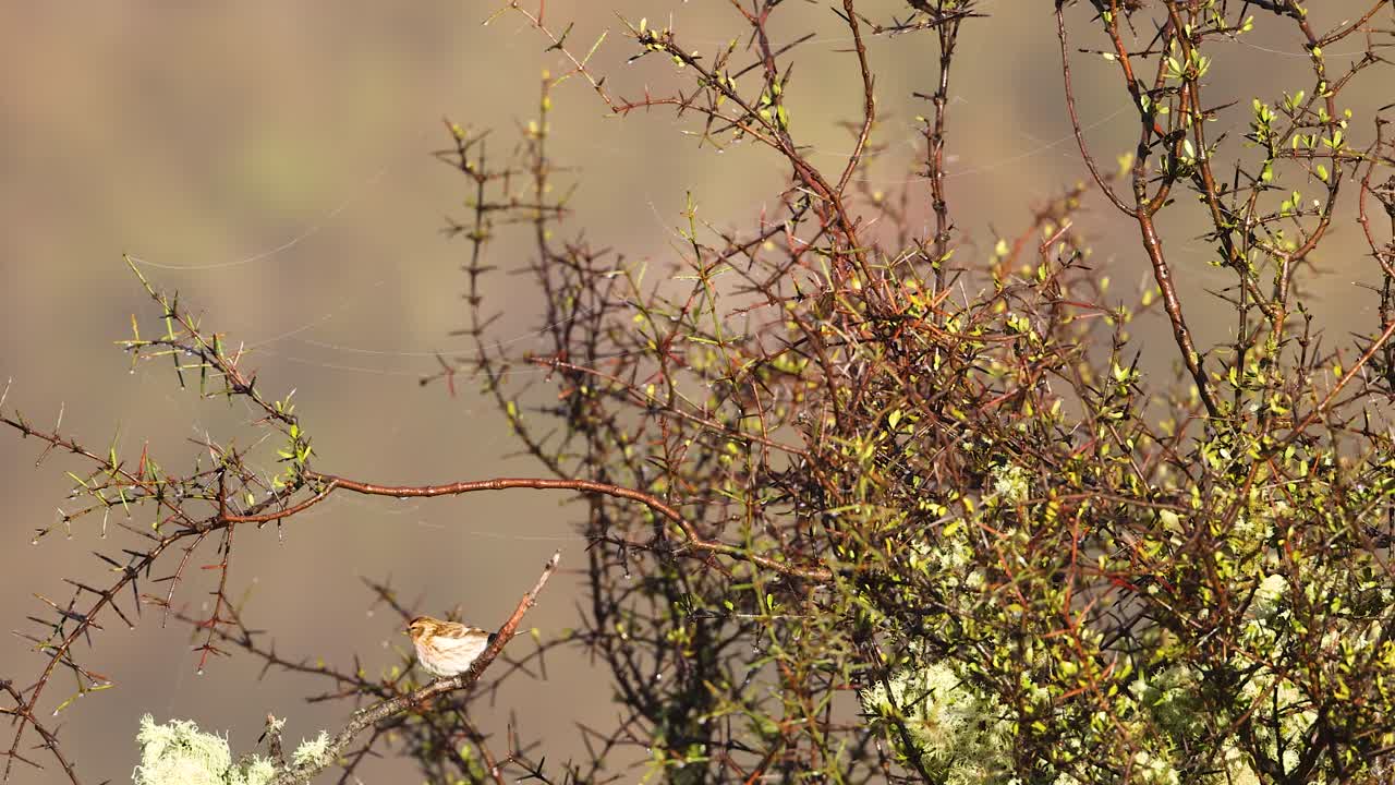 A Common Redpoll bird rests on a thin branch among sparse foliage, illuminated by natural sunlight, with a shallow depth of field and gentle camera movement