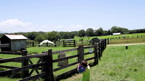 young child throws ball, dog retrieves it in pasture