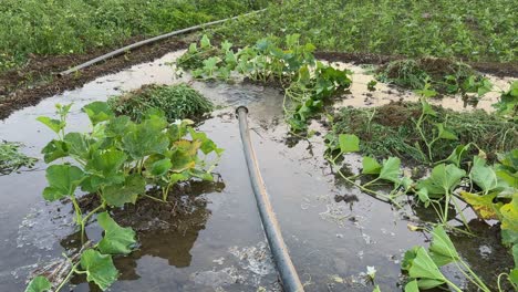 wide shot of flood irrigation on the indian farm using borewell water