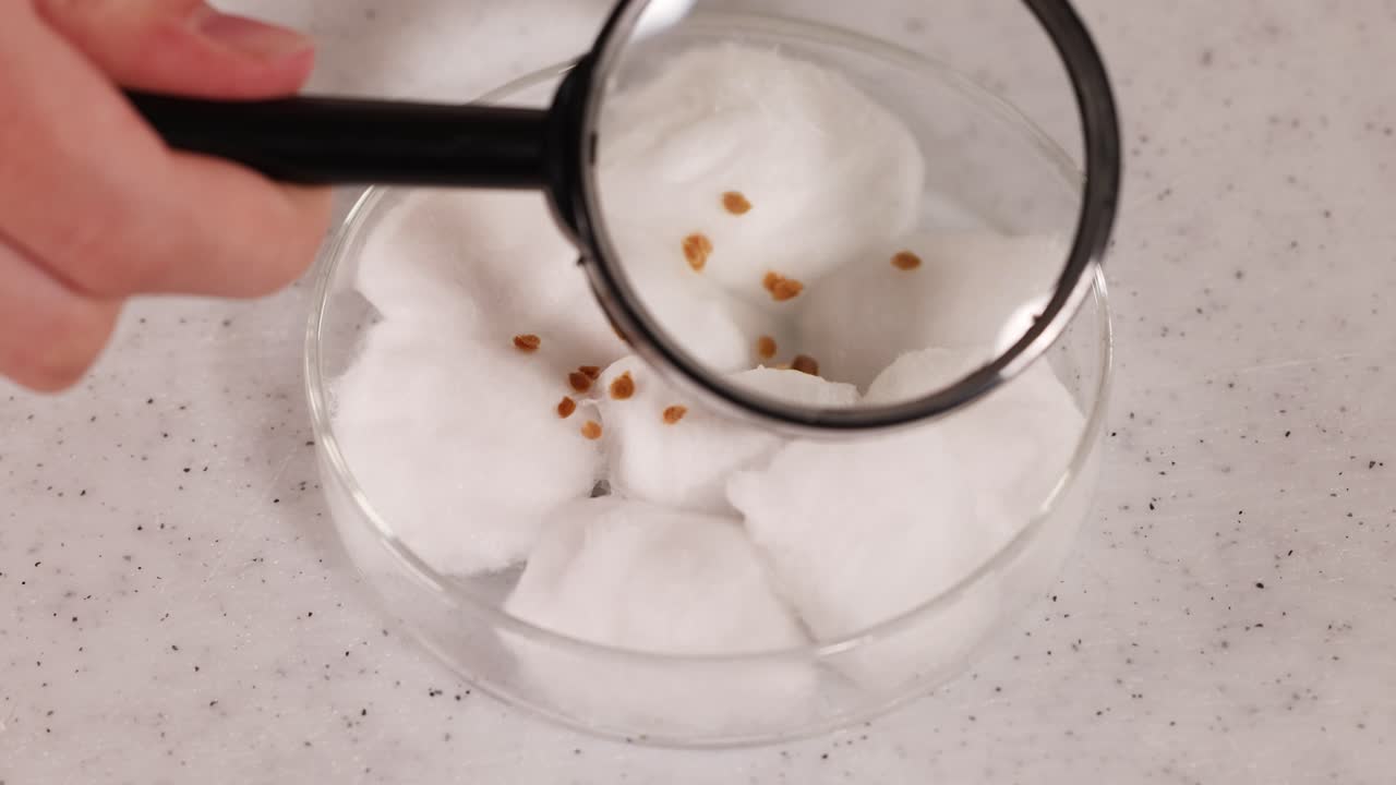 A scientist examines seeds on cotton wool using a magnifying glass in a laboratory setting under bright lighting