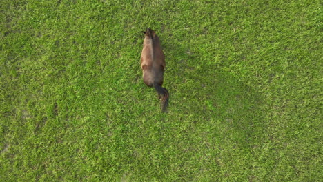 Aerial-view-of-a-single-brown-horse-grazing-in-a-green-field,-seen-from-above