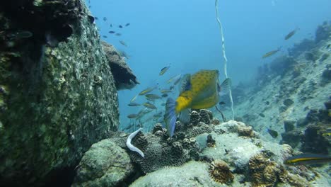 adult yellow boxfish  explores rocky coral reef