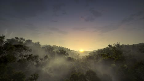 sunrise in a misty forest