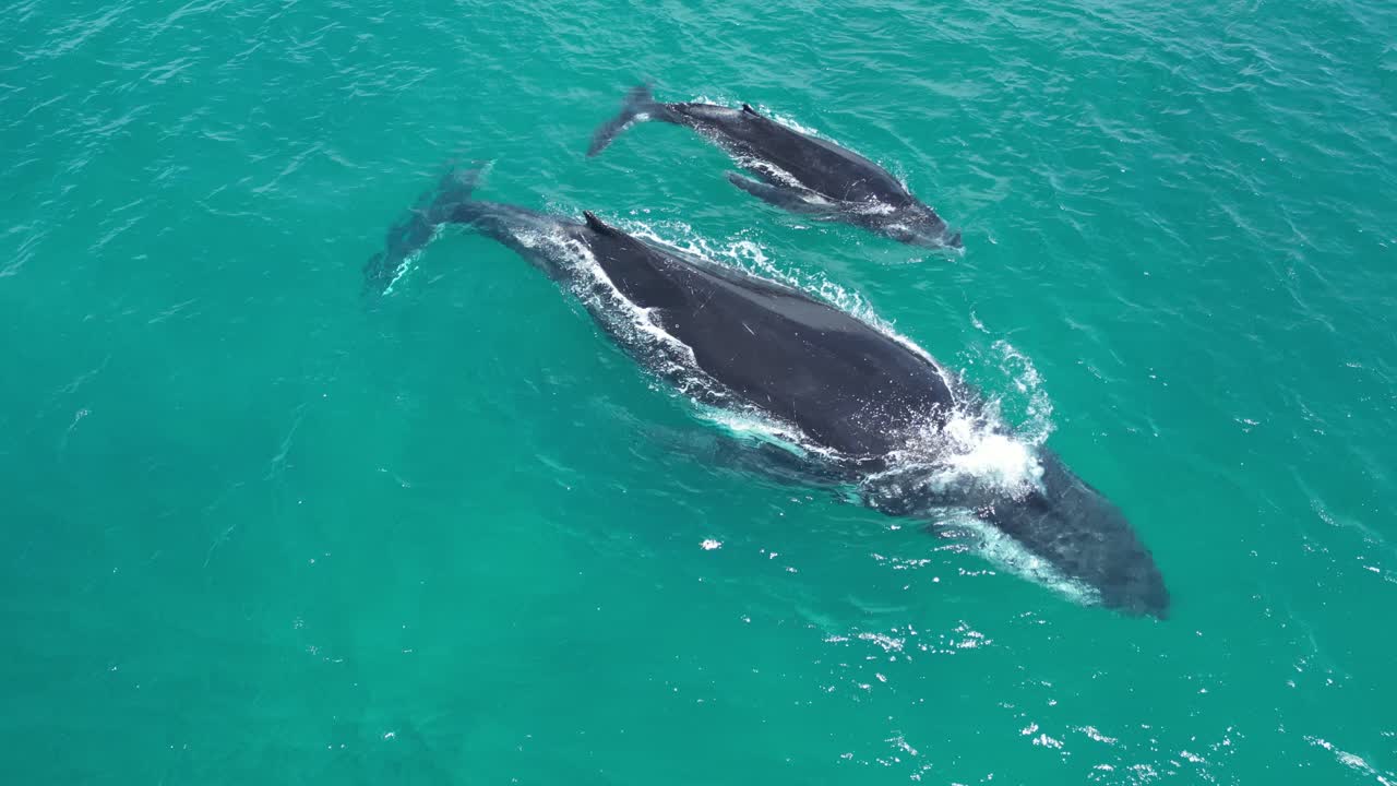 Humpback whales blow water from blowholes while swimming