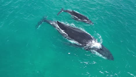 Humpback-whales-blow-water-from-blowholes-while-swimming