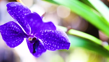 orquídea púrpura en el mercado flotante de bangkok
