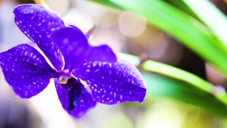 purple orchid in bangkok's floating market setting