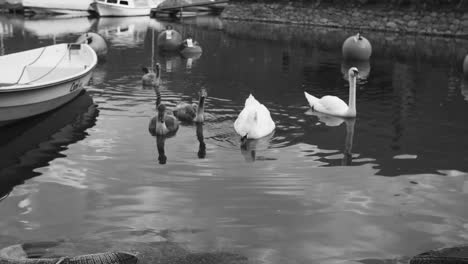 group of swans and cygnets swimming in a calm harbor, captured in black and white