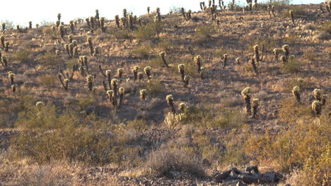 joshua trees in the mohave desert