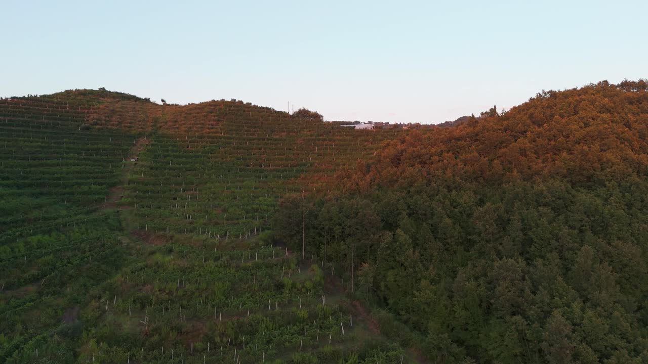 volando sobre la plantación verde de la ladera del viñedo durante la hora dorada, albania